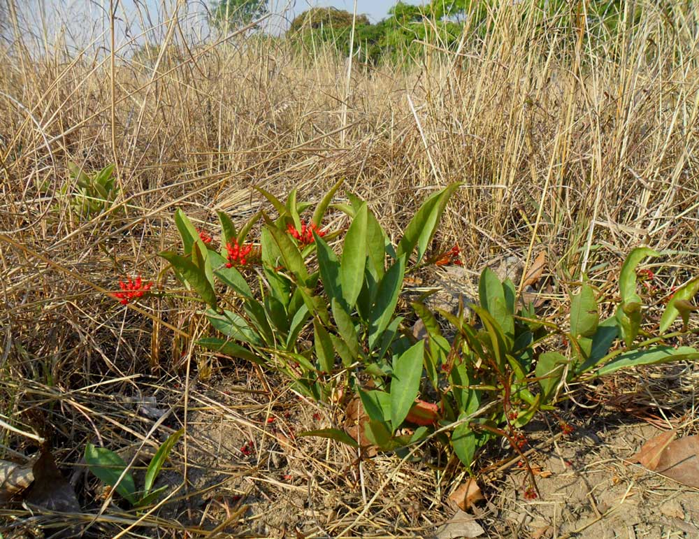 Combretum platypetalum subsp. oatesii