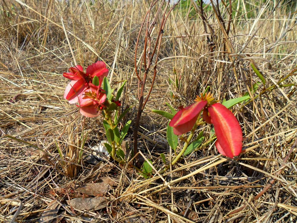 Combretum platypetalum subsp. oatesii