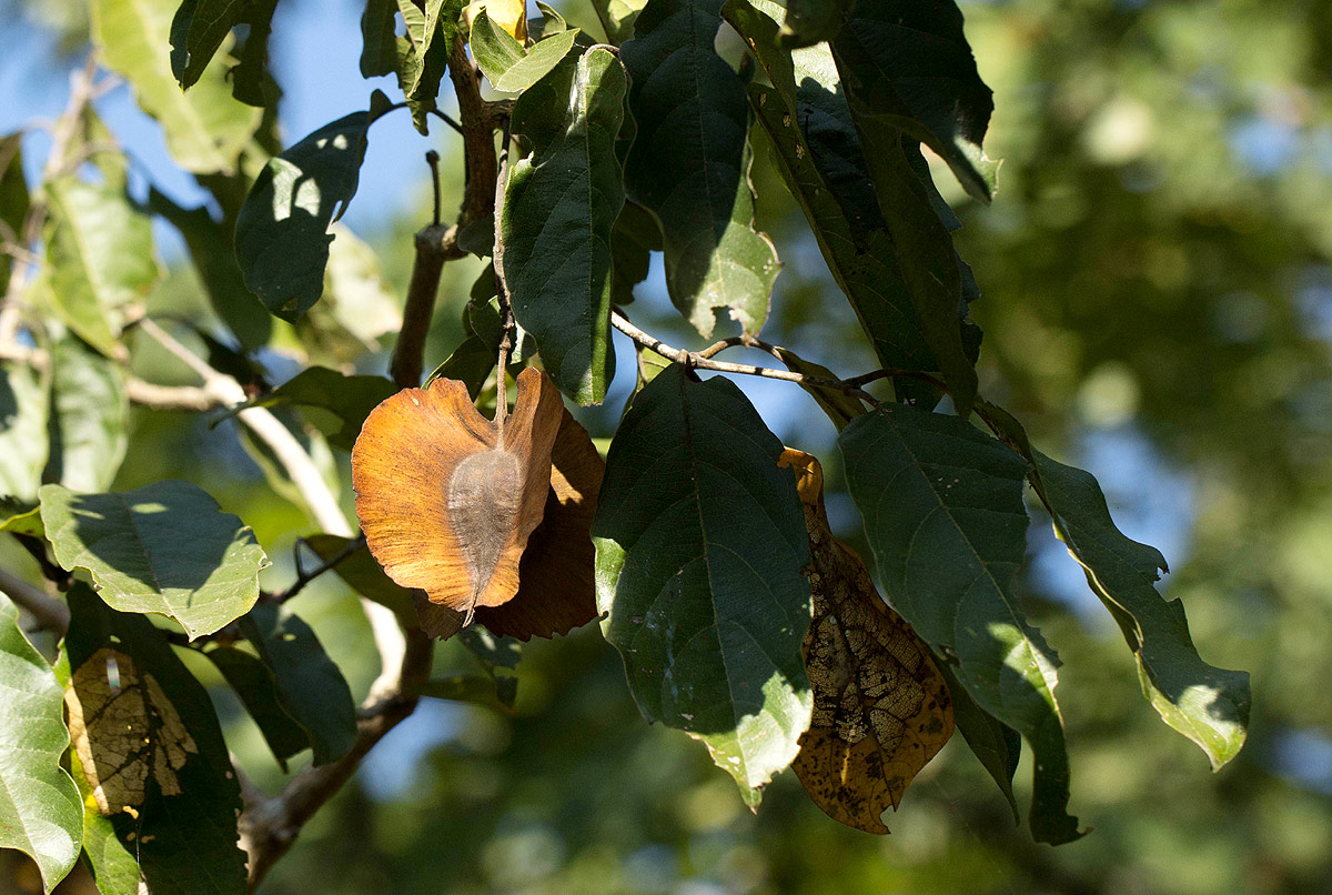 Combretum zeyheri Combretum zeyheri