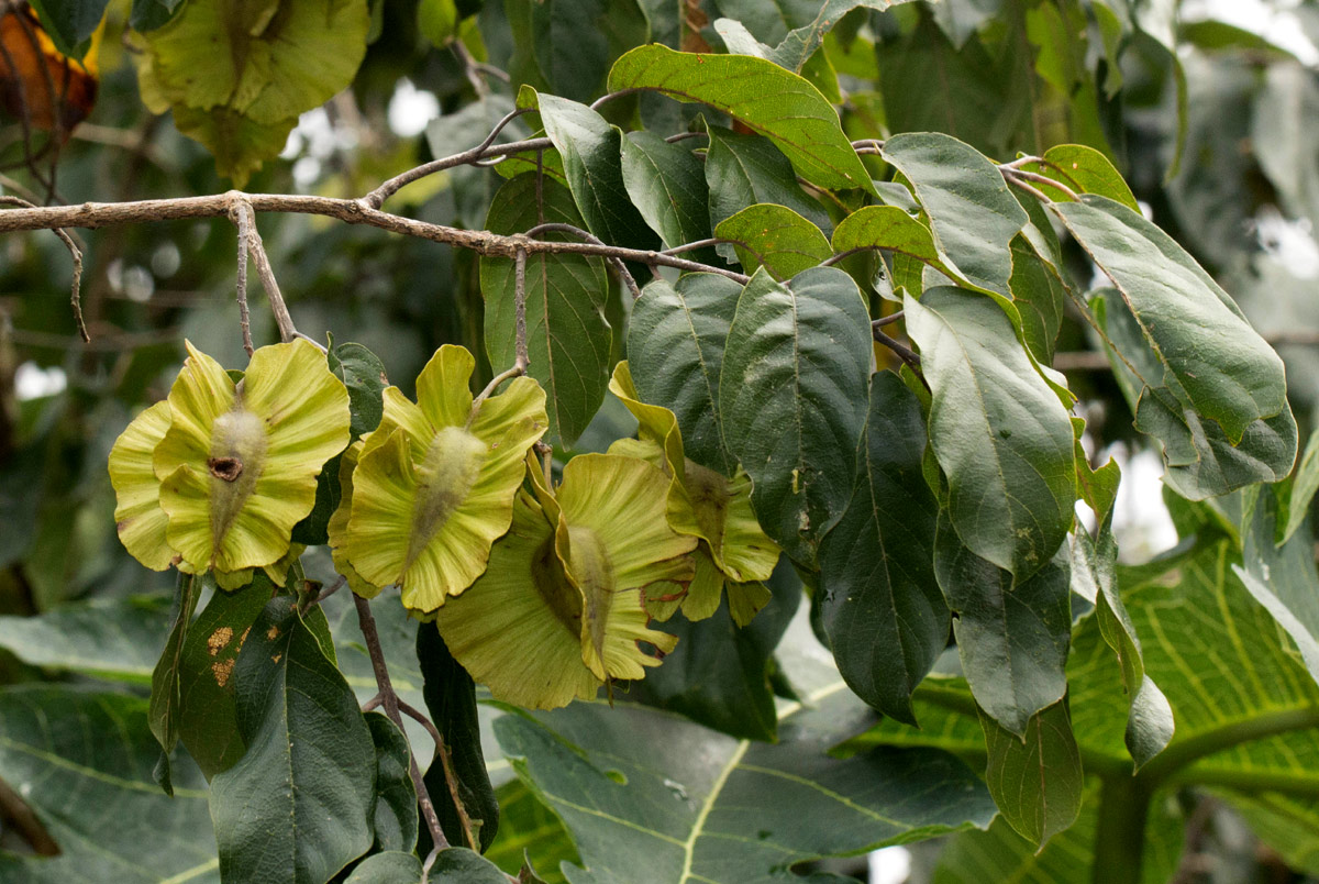 Combretum zeyheri Combretum zeyheri