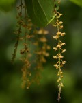 Meiostemon tetrandrus subsp. australis