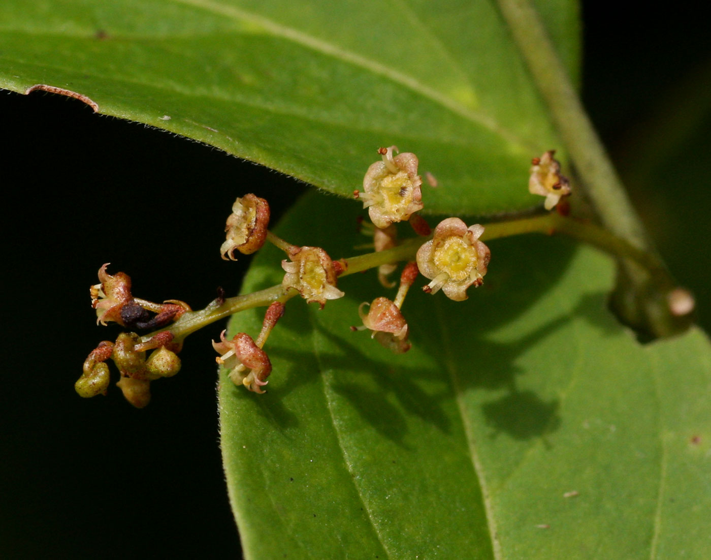 Meiostemon tetrandrus subsp. australis