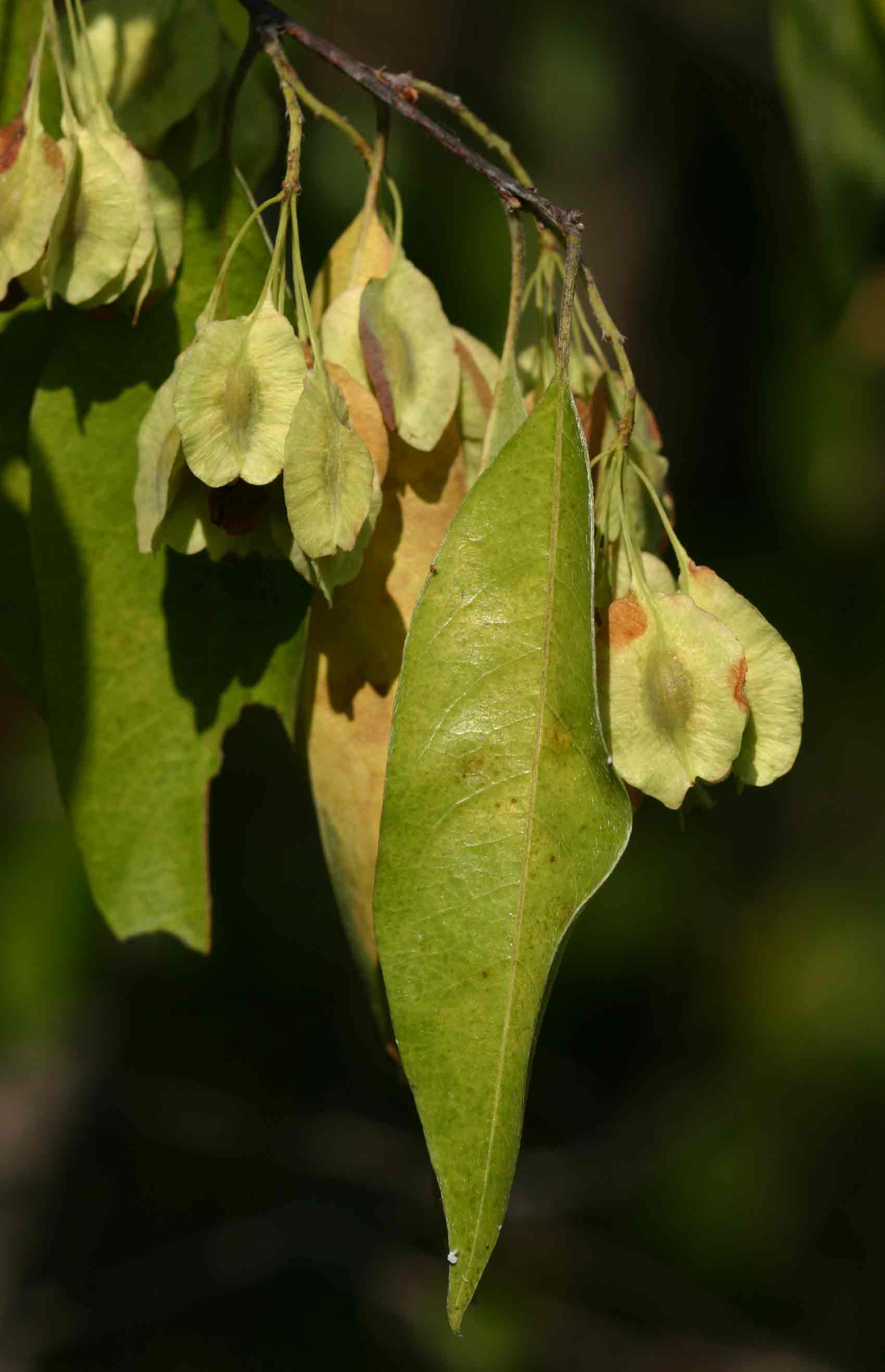Pteleopsis myrtifolia