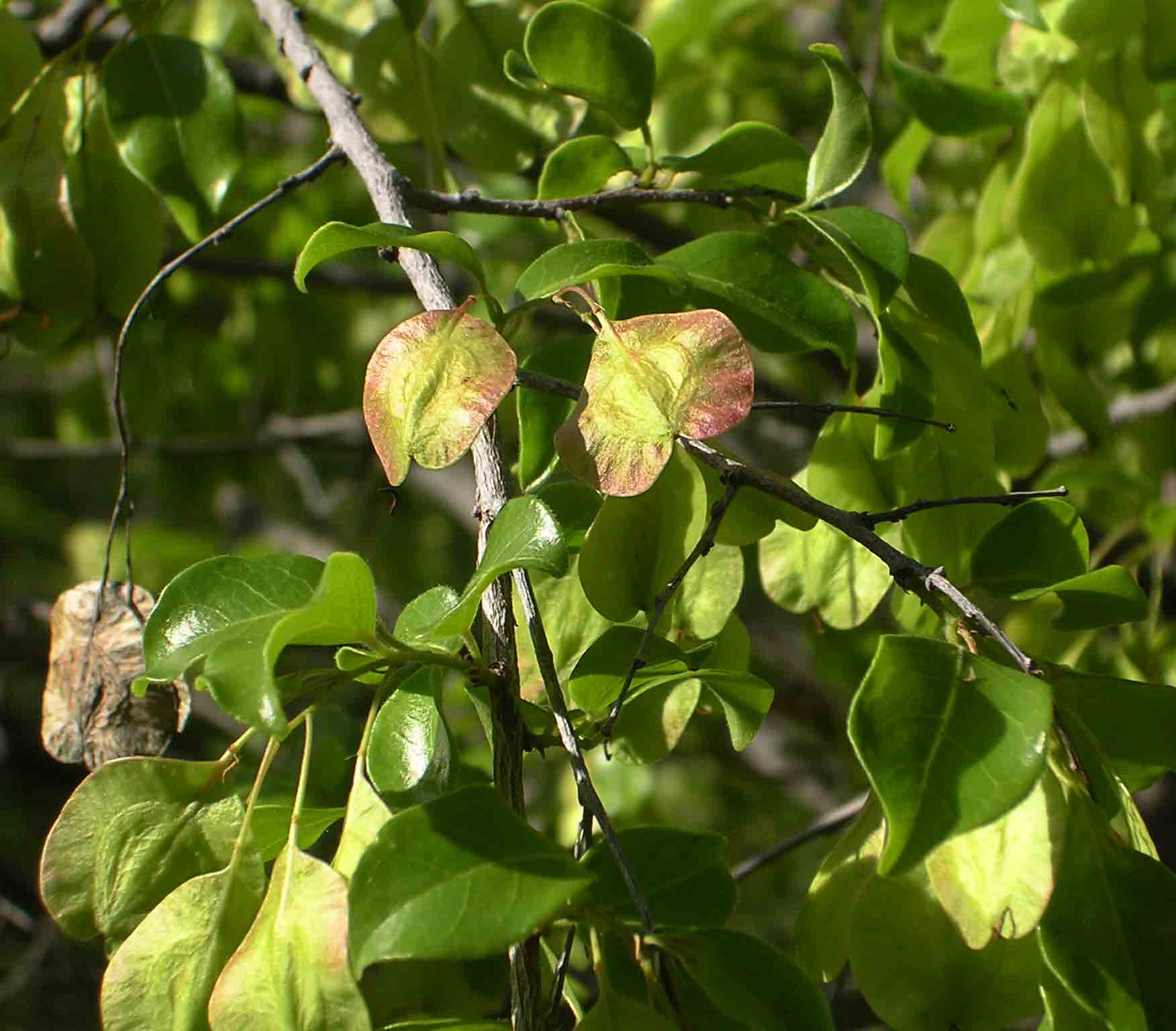Pteleopsis myrtifolia