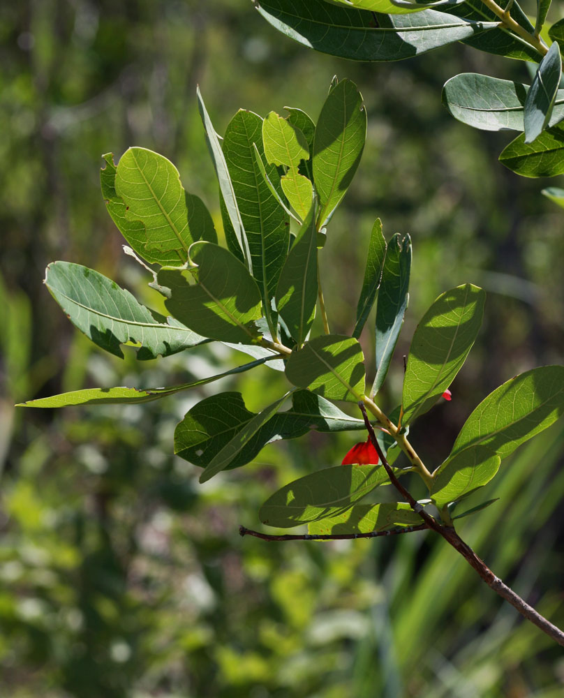 Terminalia brachystemma subsp. brachystemma