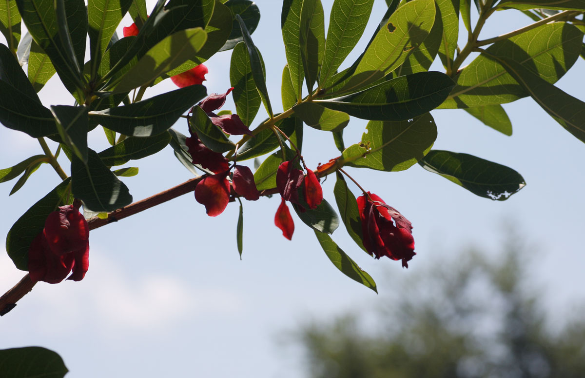 Terminalia brachystemma subsp. brachystemma