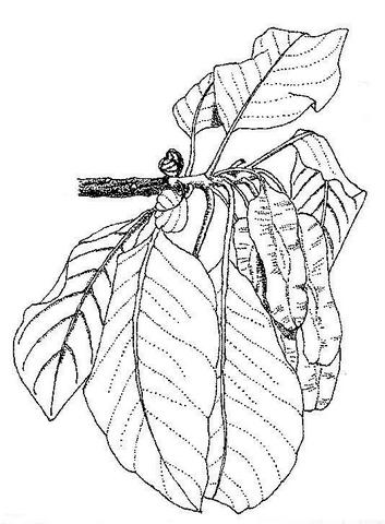 Terminalia mollis