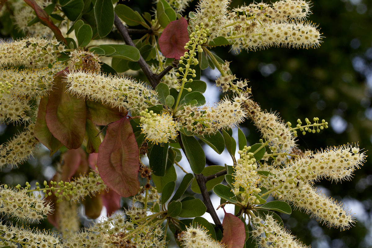 Terminalia prunioides