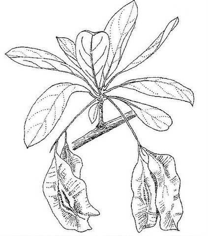 Terminalia prunioides