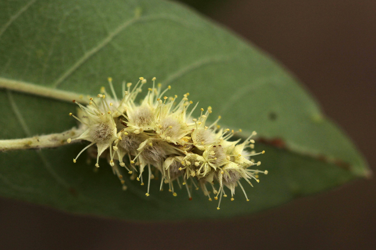 Terminalia sericea Terminalia sericea