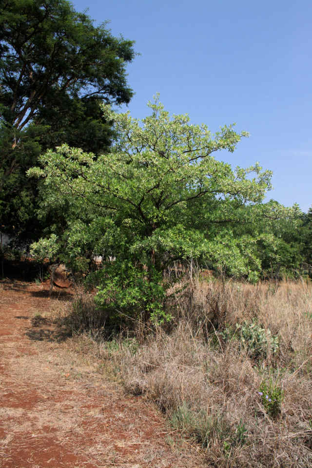 Terminalia sericea Terminalia sericea