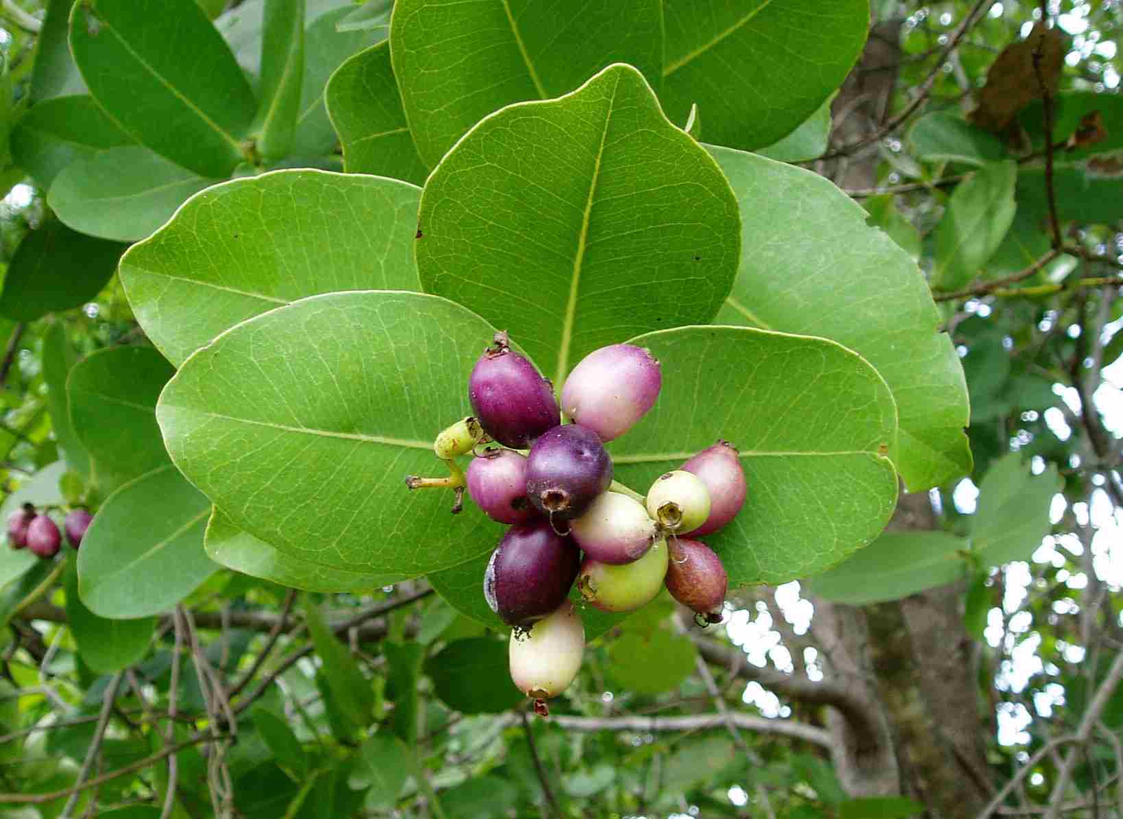 Syzygium cordatum