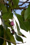 Syzygium guineense subsp. guineense