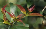 Syzygium guineense subsp. afromontanum
