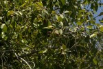 Syzygium guineense subsp. barotsense
