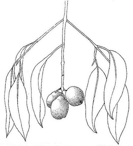 Syzygium guineense subsp. barotsense