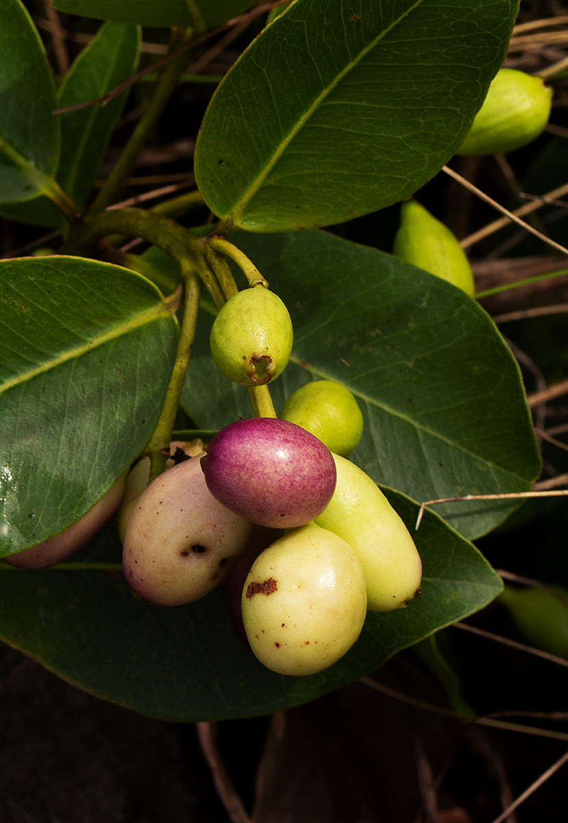 Syzygium guineense subsp. huillense