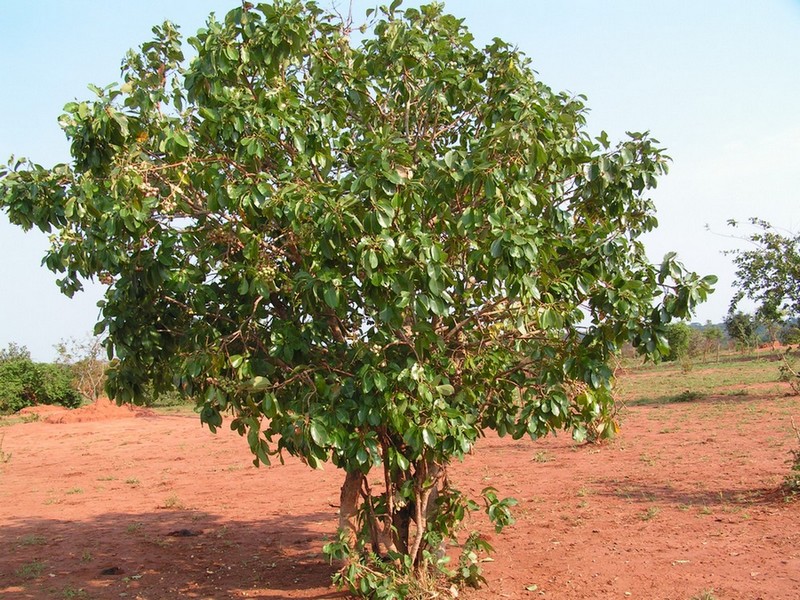 Syzygium guineense subsp. macrocarpum