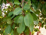 Syzygium guineense subsp. macrocarpum
