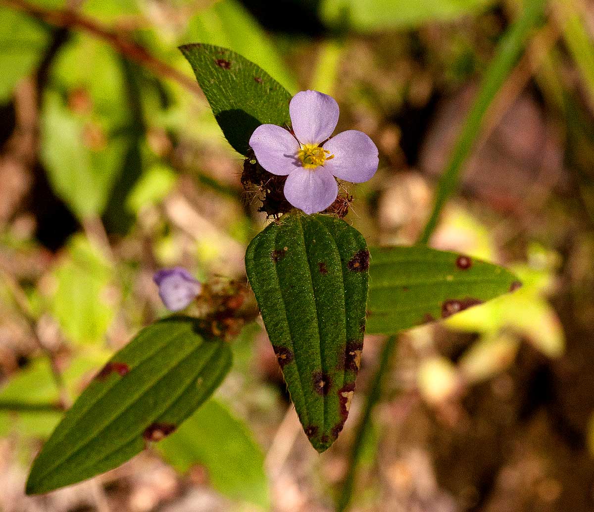 Antherotoma naudinii