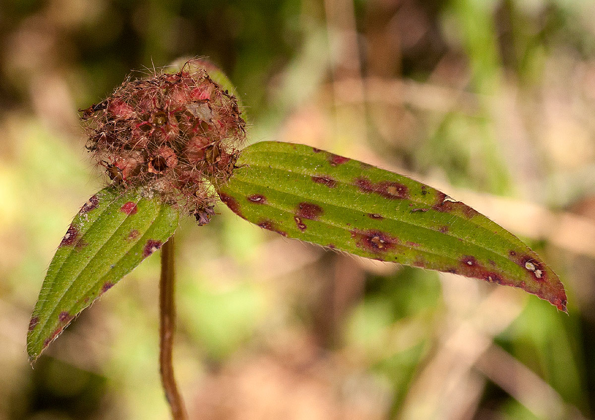 Antherotoma naudinii Antherotoma naudinii