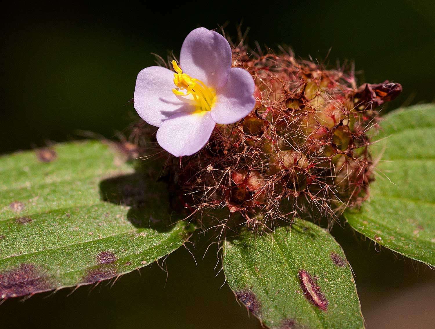 Antherotoma naudinii Antherotoma naudinii