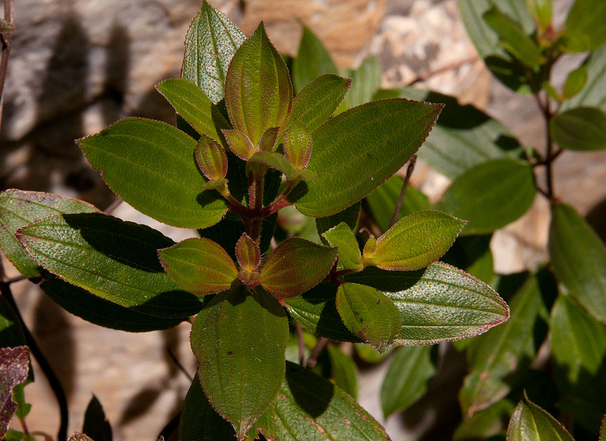 Dissotis swynnertonii Dissotis swynnertonii