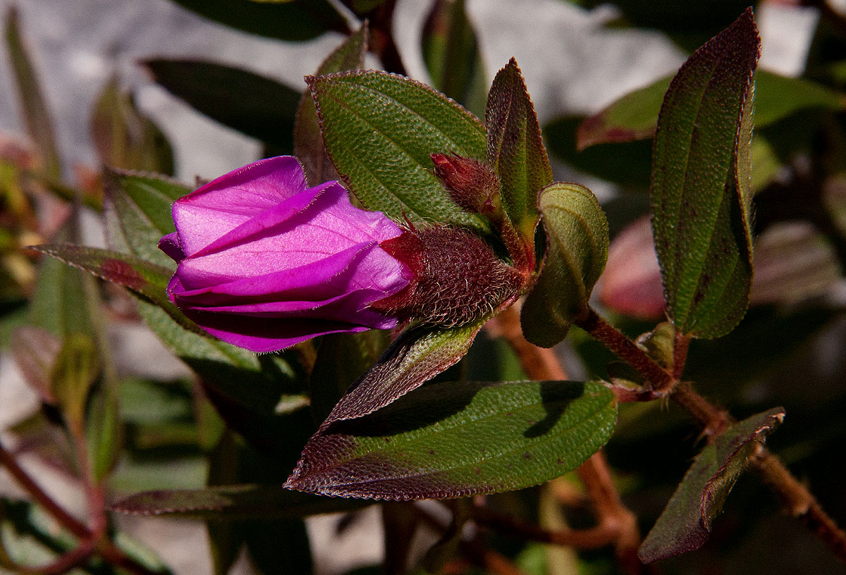 Dissotis swynnertonii Dissotis swynnertonii