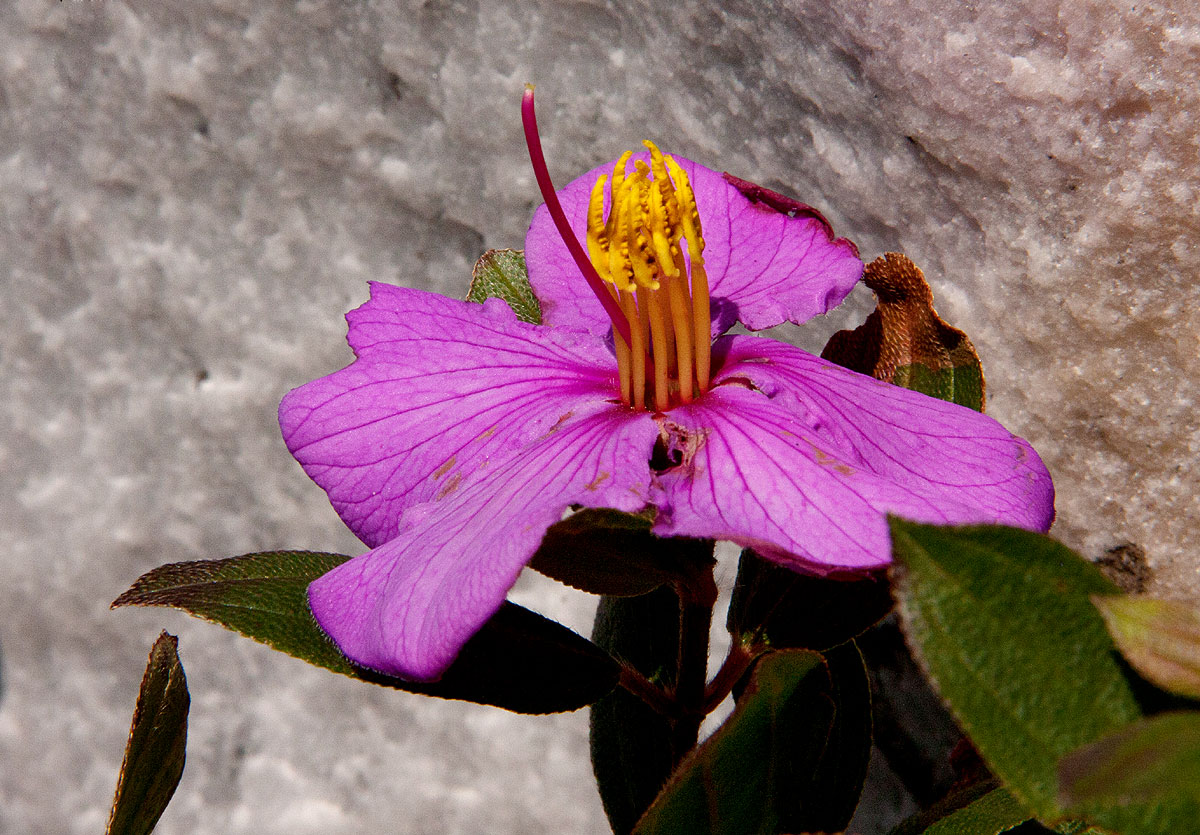 Dissotis swynnertonii Dissotis swynnertonii