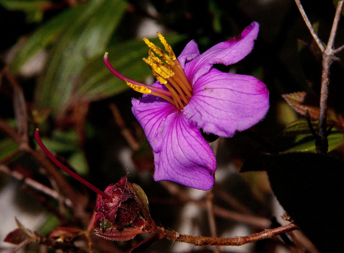 Dissotis swynnertonii Dissotis swynnertonii