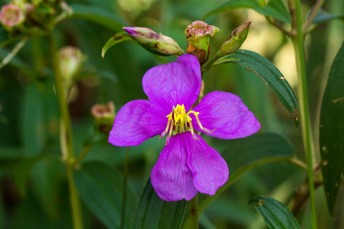 Melastomastrum segregatum Melastomastrum segregatum