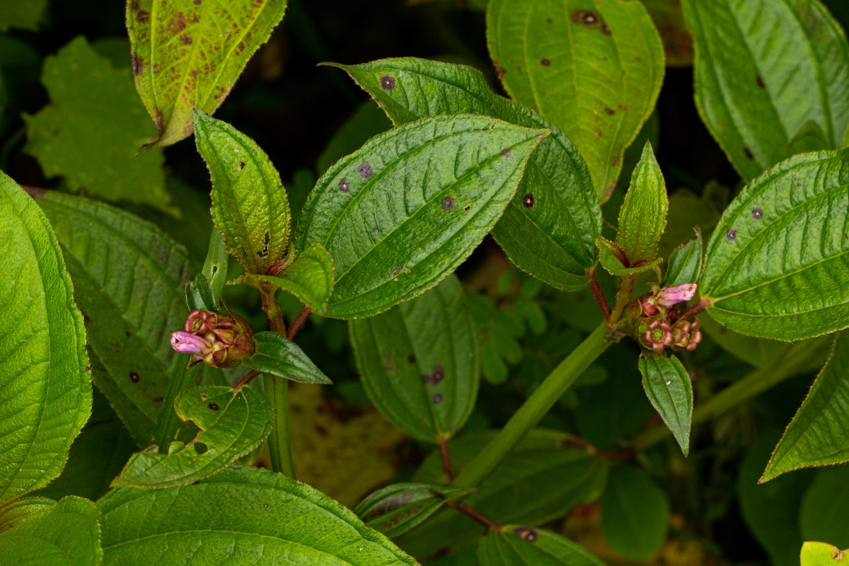 Tristemma mauritianum var. mauritianum