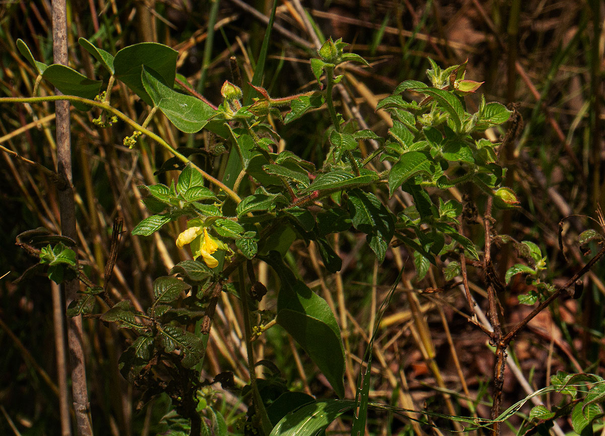 Ludwigia octovalvis subsp. sessiliflora
