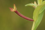 Ludwigia octovalvis subsp. brevisepala