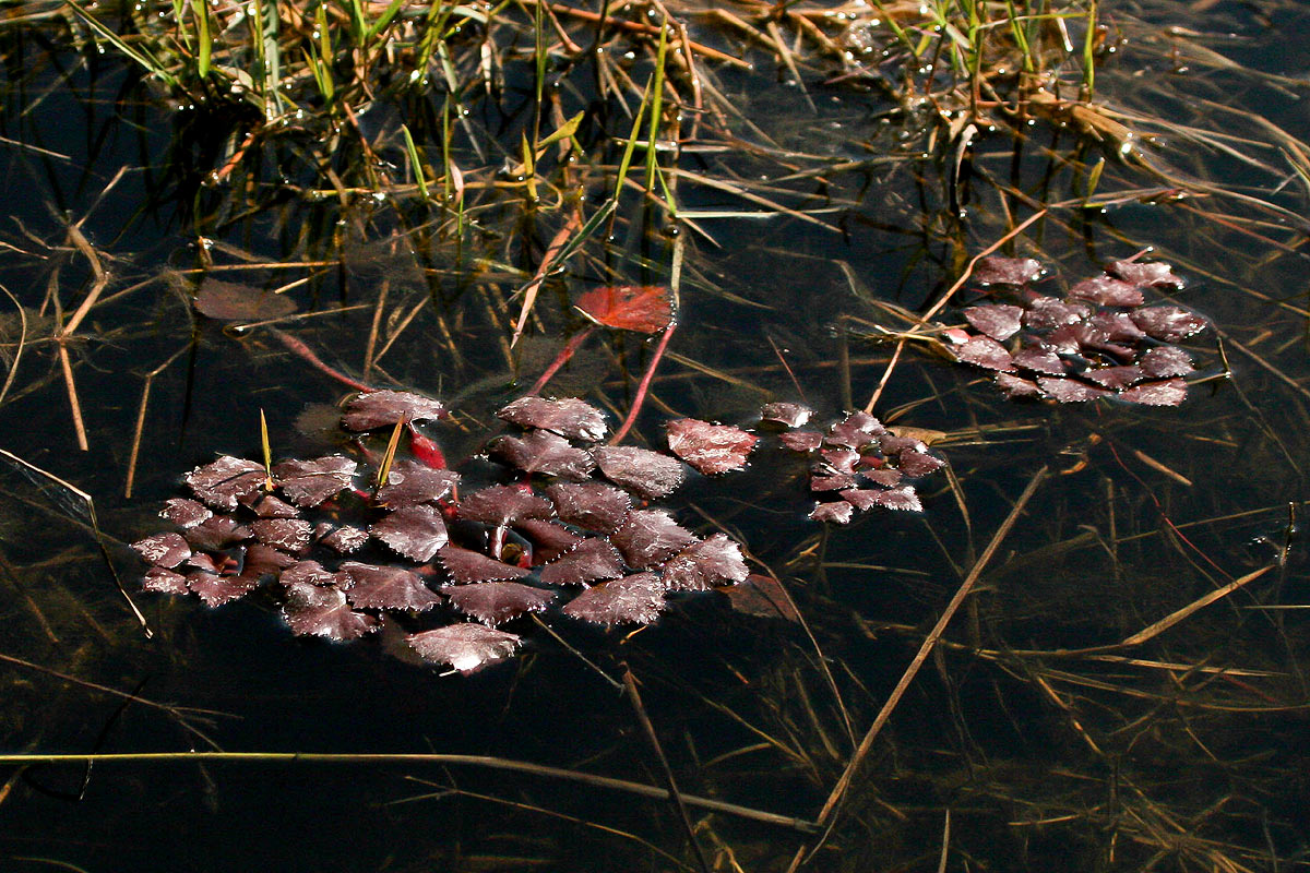Trapa natans var. bispinosa