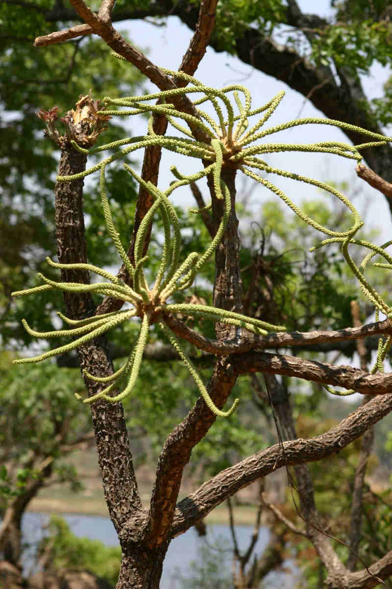 Cussonia arborea