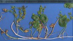 Hydrocotyle verticillata