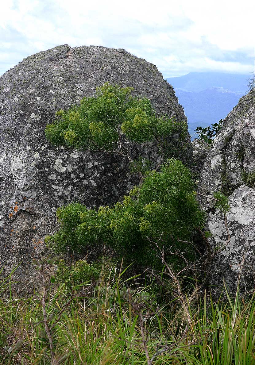 Heteromorpha arborescens var. montana