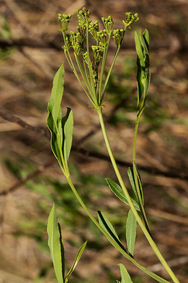 Heteromorpha stenophylla var. transvaalensis