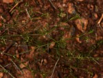 Apium leptophyllum