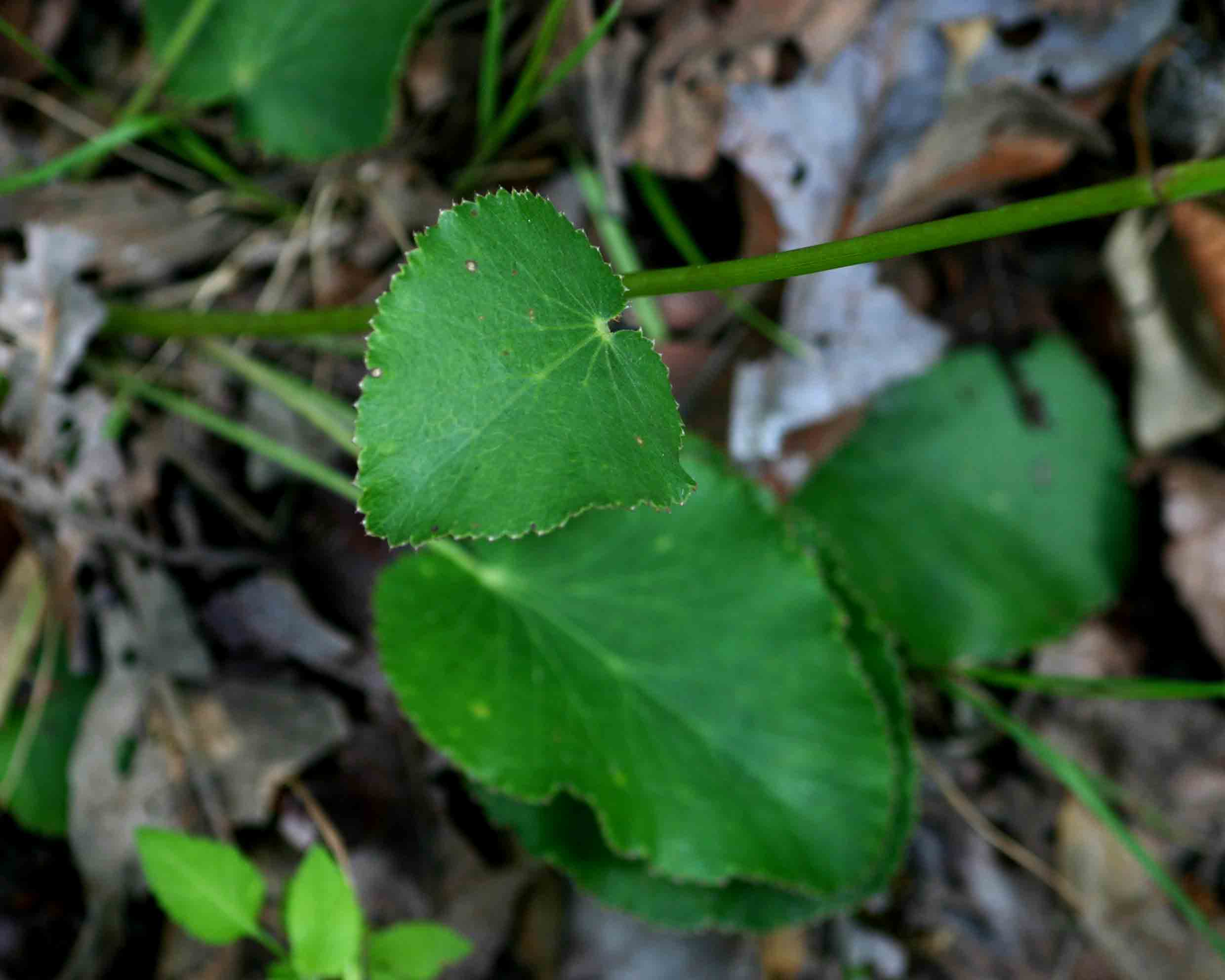 Pimpinella huillensis