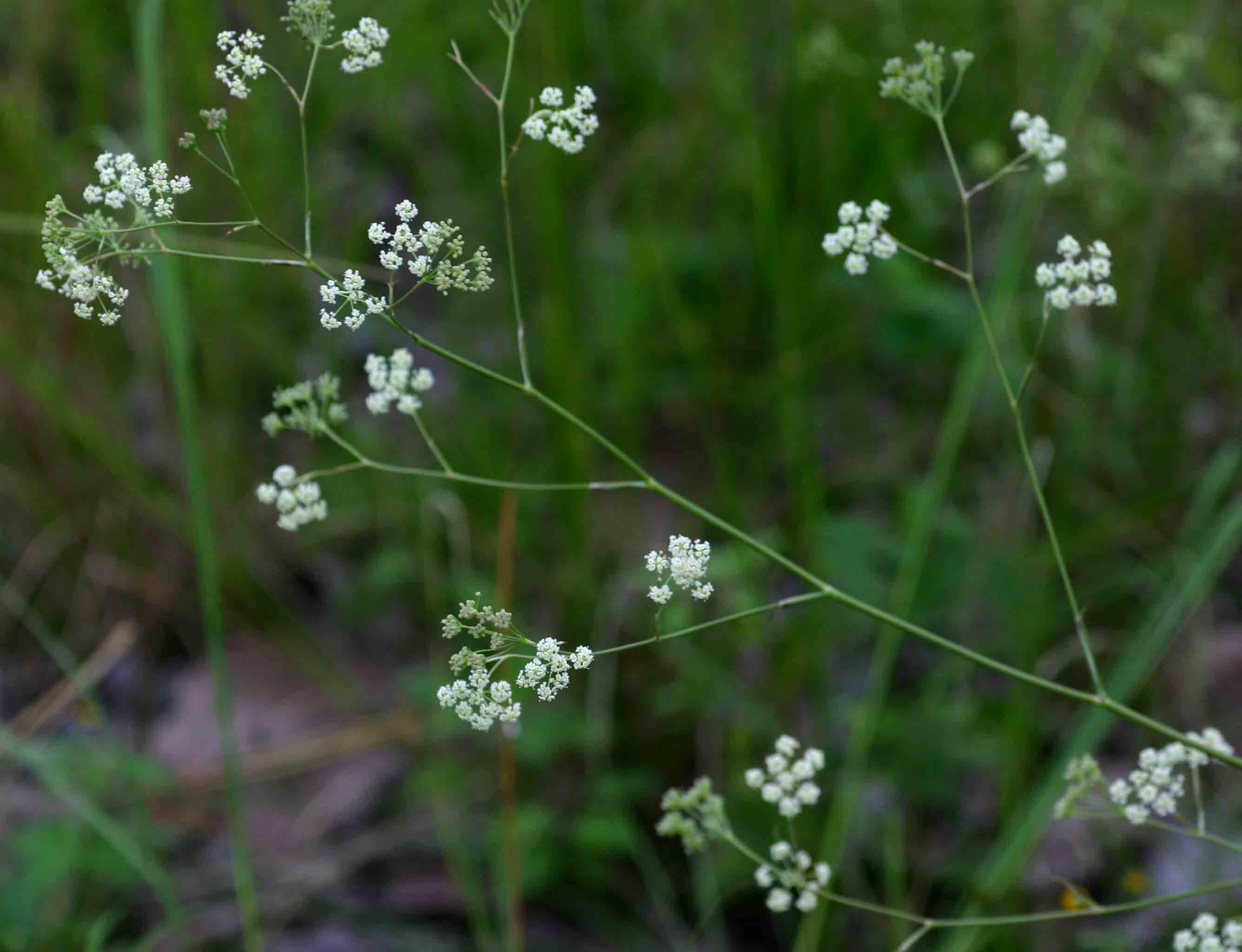 Pimpinella huillensis