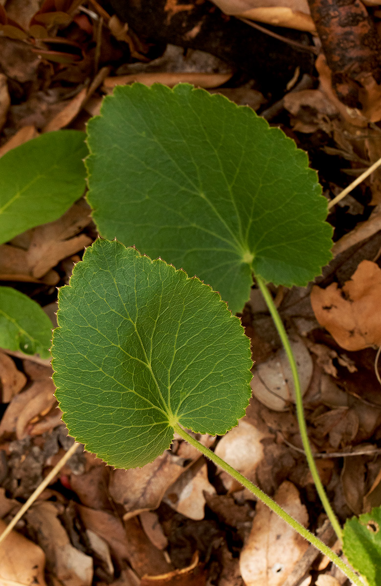 Pimpinella huillensis