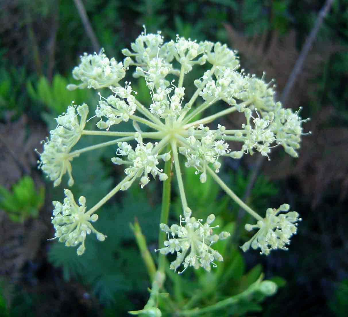 Diplolophium buchananii subsp. swynnertonii