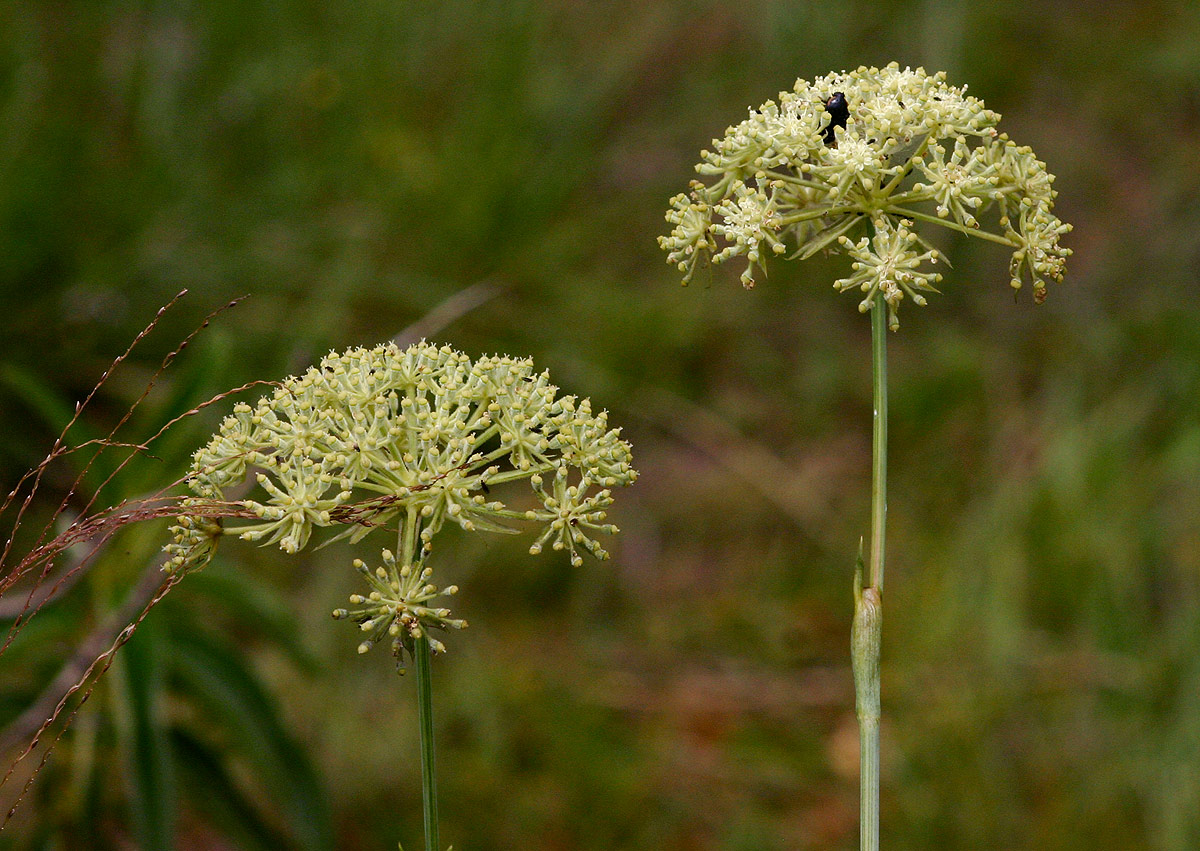 Diplolophium buchananii subsp. swynnertonii