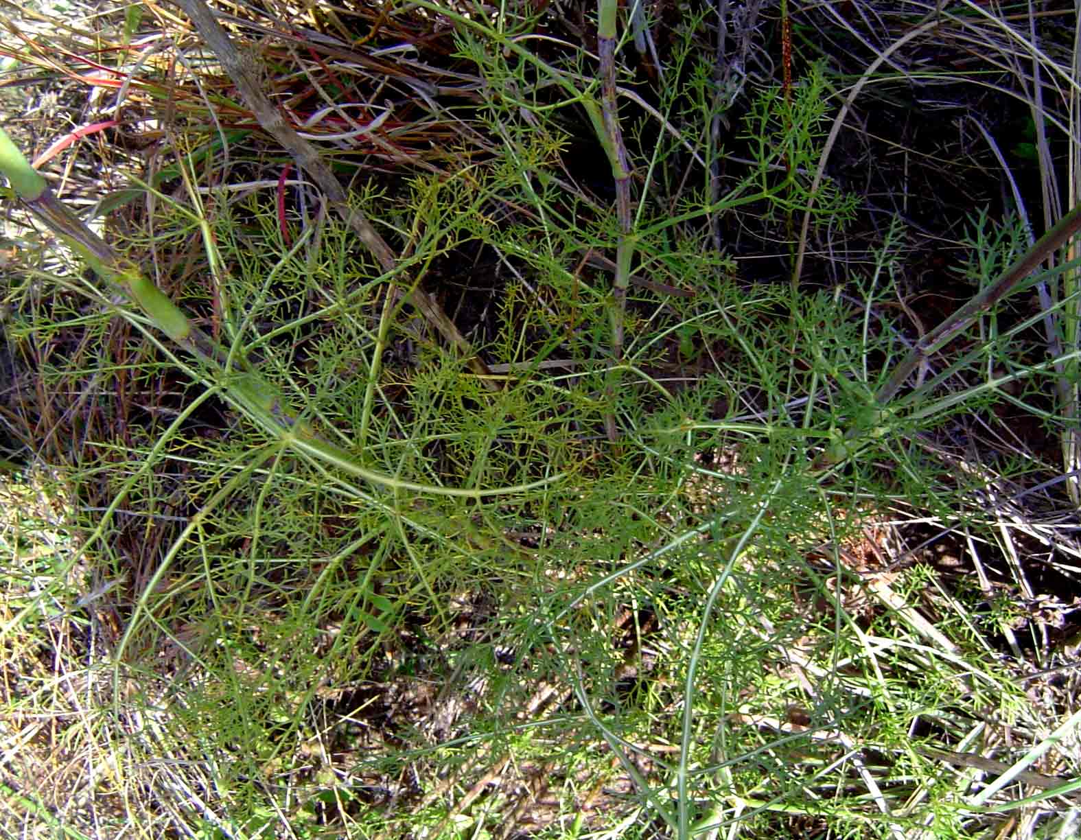 Diplolophium zambesianum