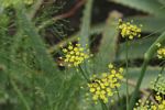 Foeniculum vulgare