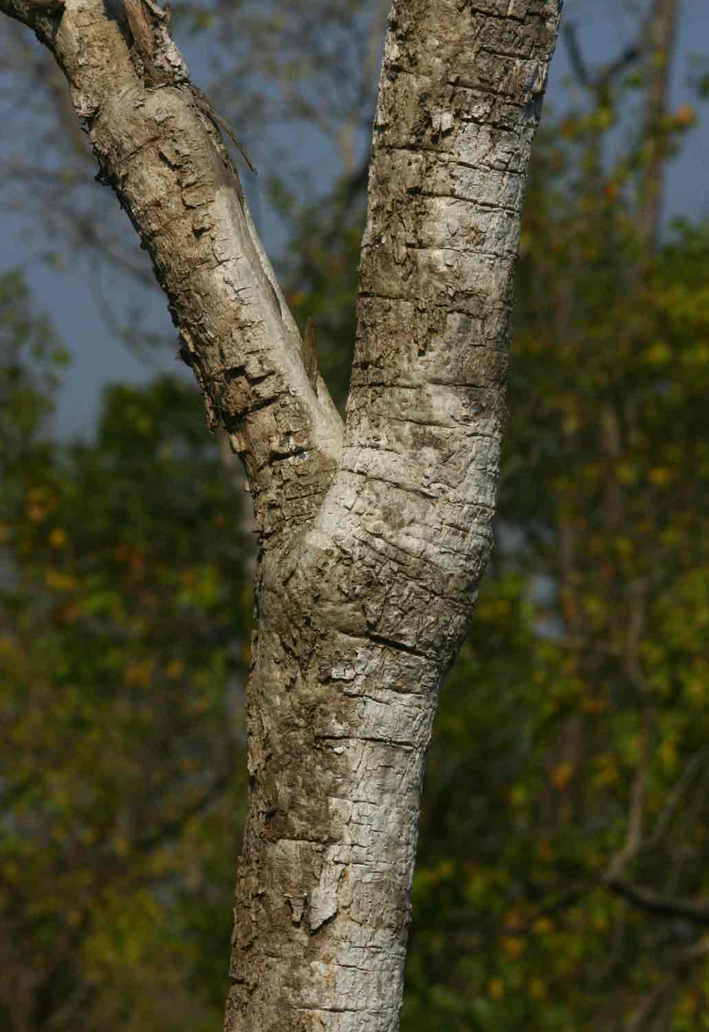 Steganotaenia araliacea var. araliacea