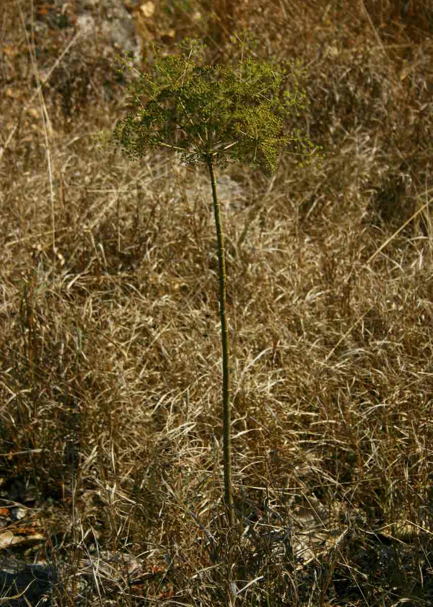 Steganotaenia araliacea var. araliacea