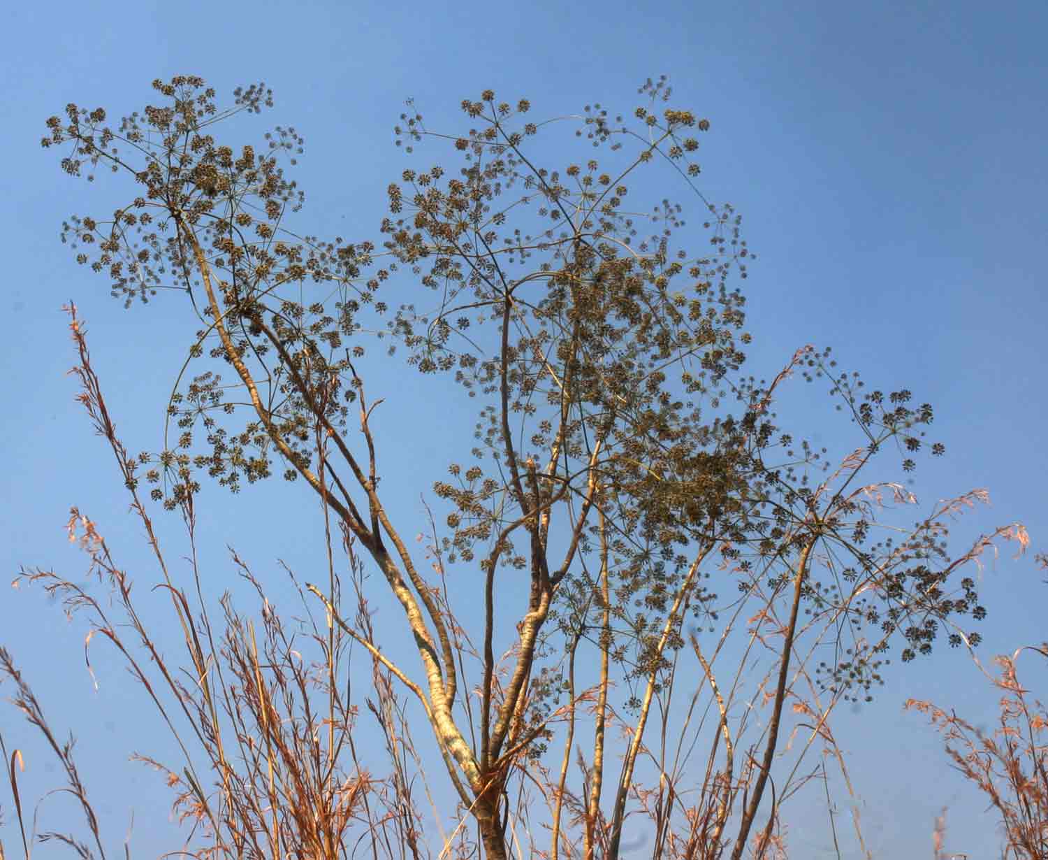 Steganotaenia araliacea var. araliacea
